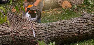 Alamo, TX  Tree Services Company