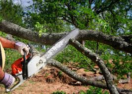 Best Tree Mulching  in Alamo, TX