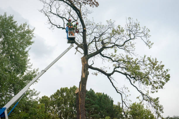 Best Root Management and Removal  in Alamo, TX