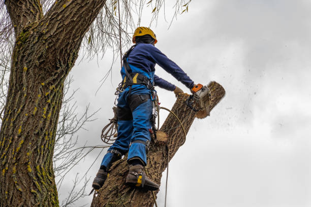 Best Commercial Tree Services  in Alamo, TX