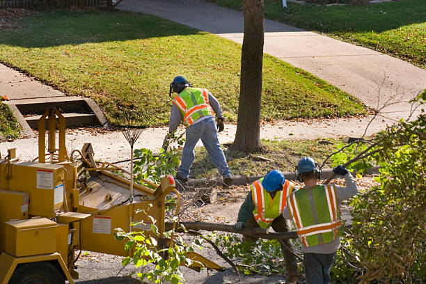 Best Tree Risk Assessment  in Alamo, TX